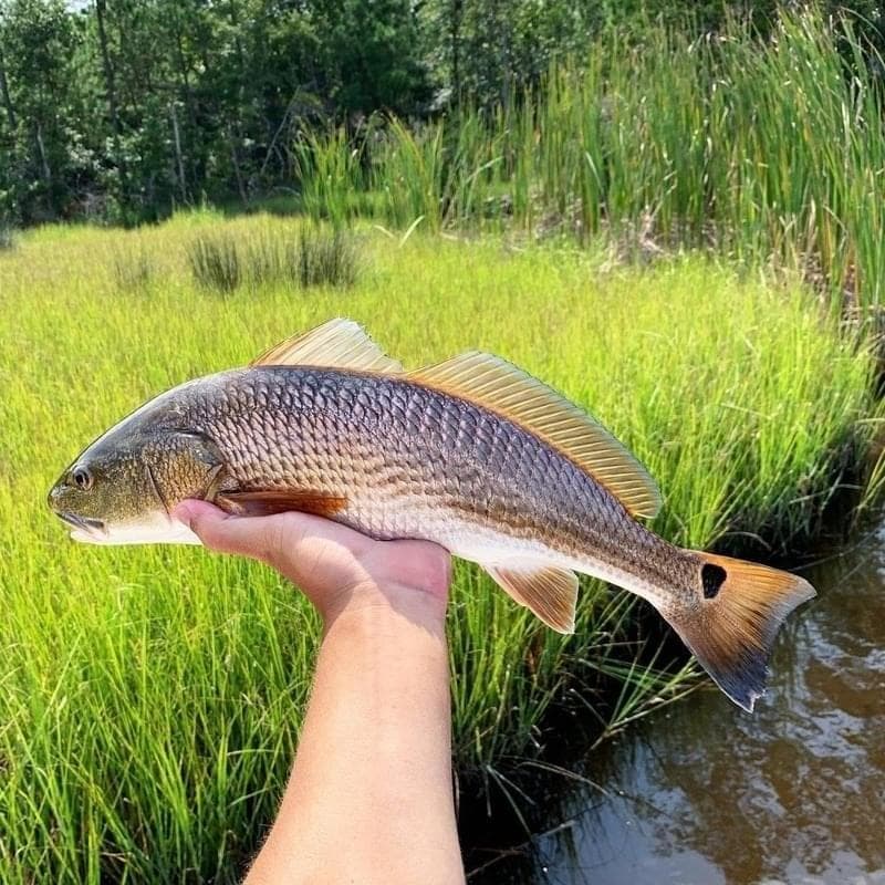 Backcountry Redfish