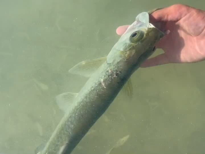 Grand Slam: Tarpon