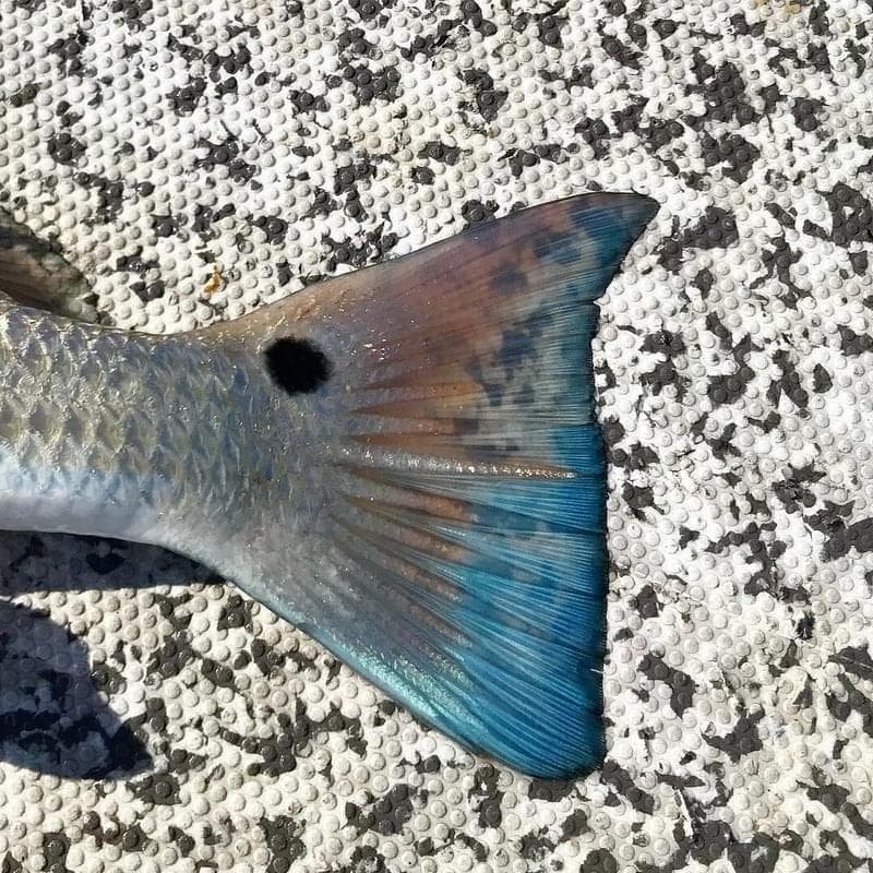 Signature Redfish Tail