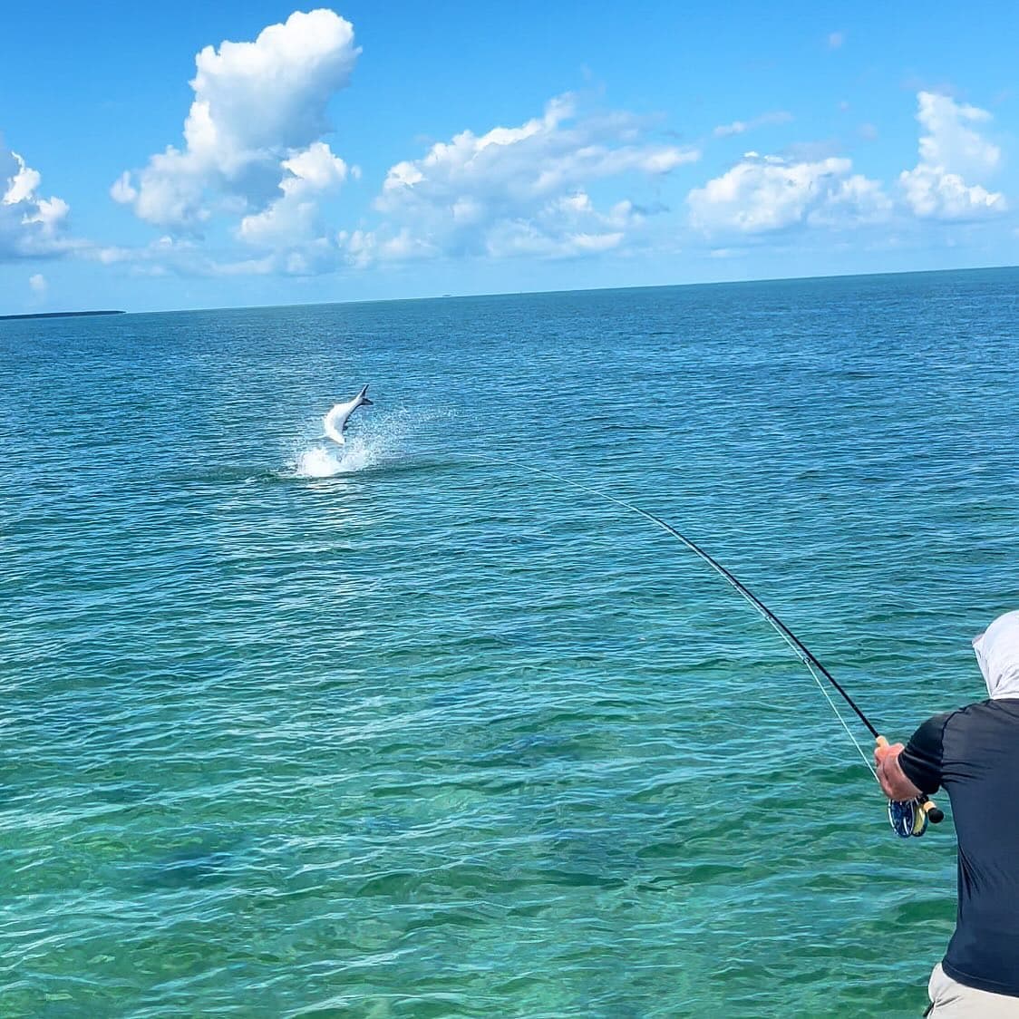 Tarpon in Flight