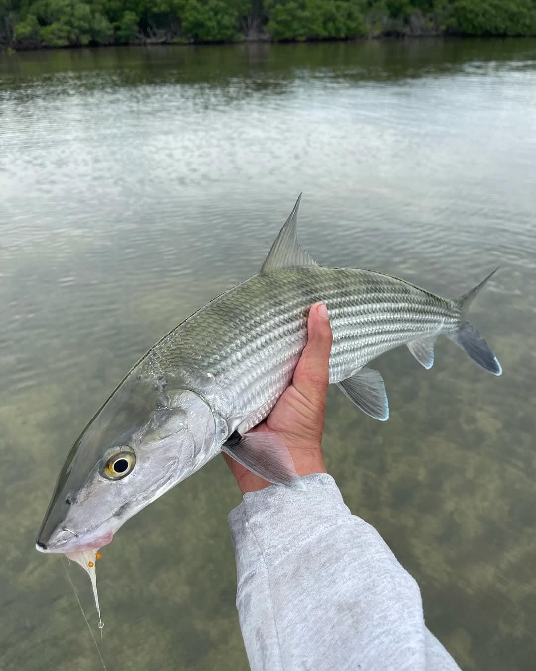 Bonefish in the Mangroves