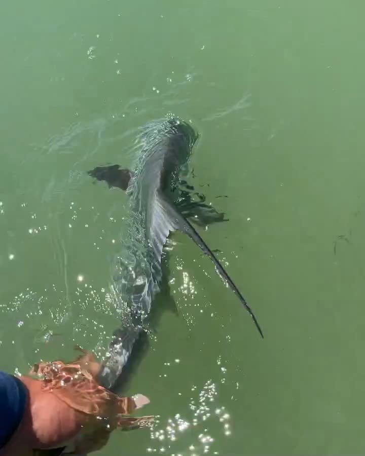 Permit Release in the Shallows