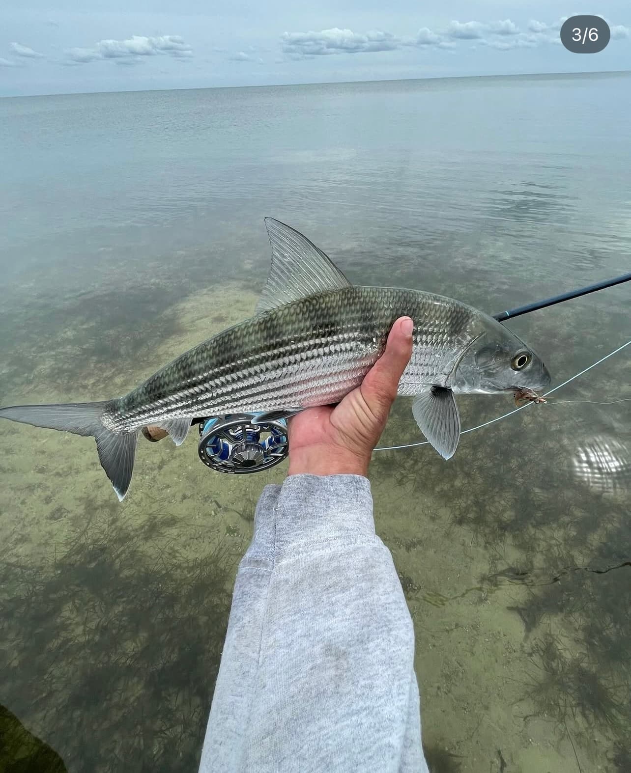 Bonefish on fly